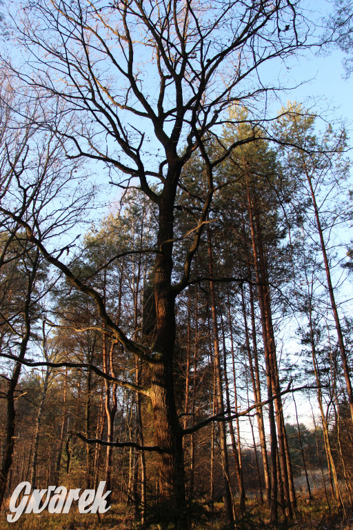 Tam zawsze jest pięknie. Lasy wokół Pniowca