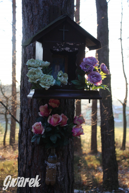 Tam zawsze jest pięknie. Lasy wokół Pniowca