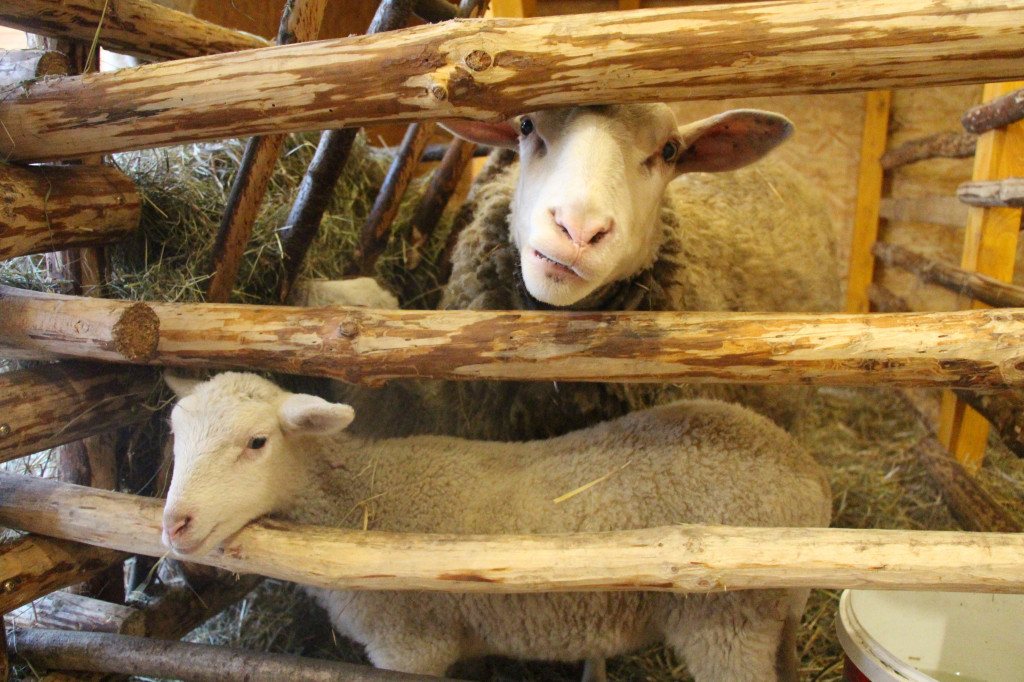 Świniowicka Betlyjka, czyli żywa szopka w Świniowicach