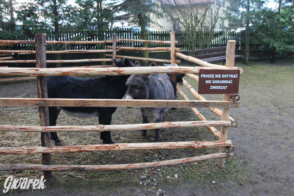 Świniowicka Betlyjka, czyli żywa szopka w Świniowicach