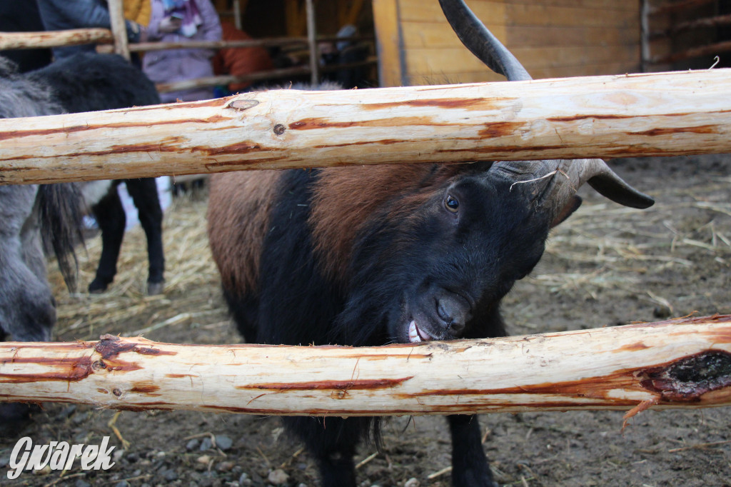 Świniowicka Betlyjka, czyli żywa szopka w Świniowicach