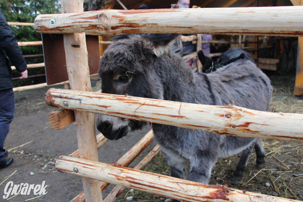 Świniowicka Betlyjka, czyli żywa szopka w Świniowicach