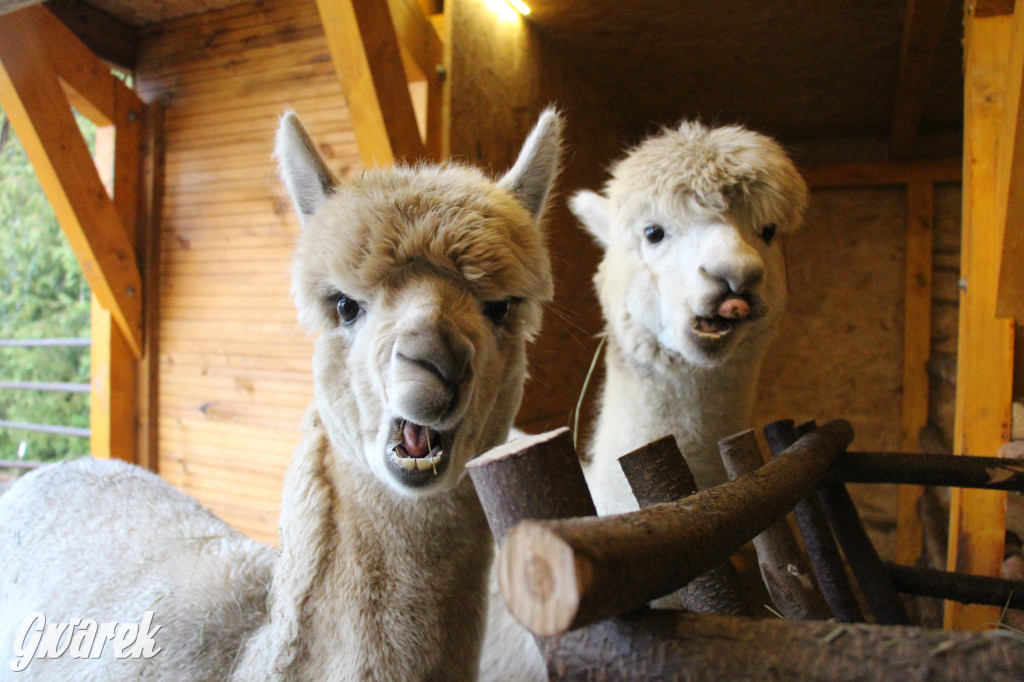 Świniowicka Betlyjka, czyli żywa szopka w Świniowicach