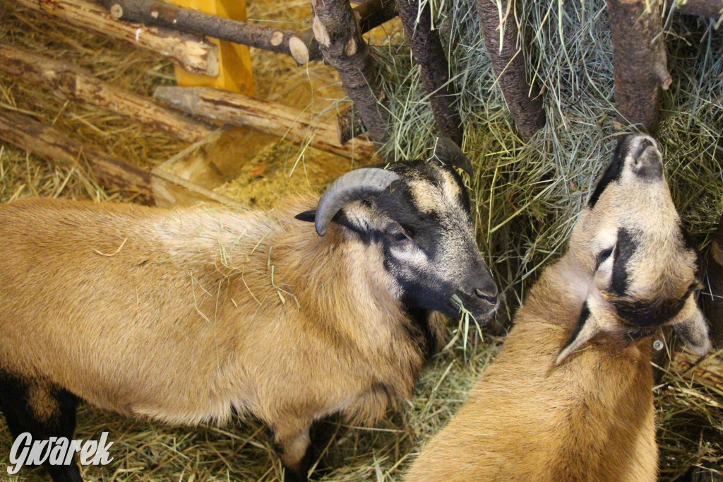 Świniowicka Betlyjka, czyli żywa szopka w Świniowicach