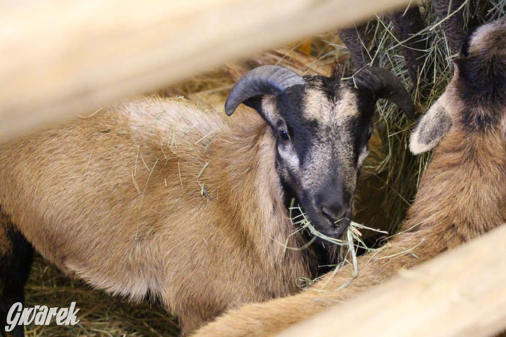 Świniowicka Betlyjka, czyli żywa szopka w Świniowicach
