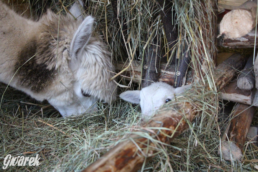 Świniowicka Betlyjka, czyli żywa szopka w Świniowicach