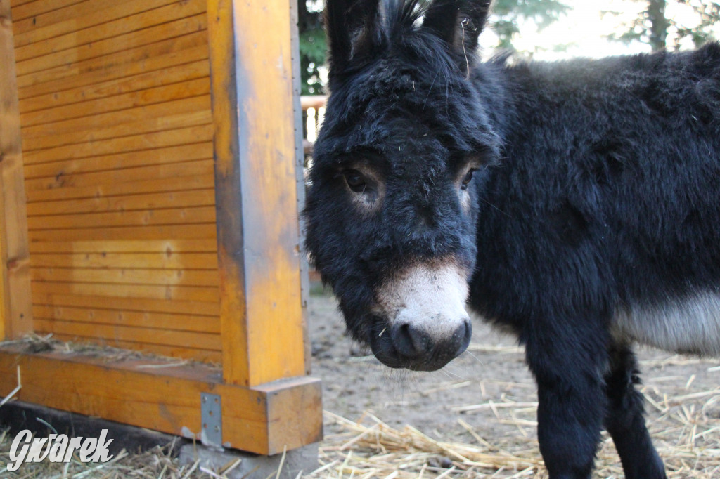 Świniowicka Betlyjka, czyli żywa szopka w Świniowicach