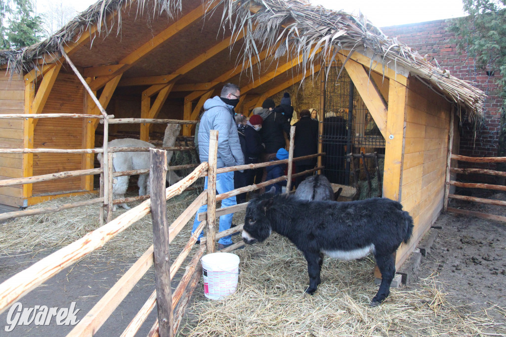 Świniowicka Betlyjka, czyli żywa szopka w Świniowicach