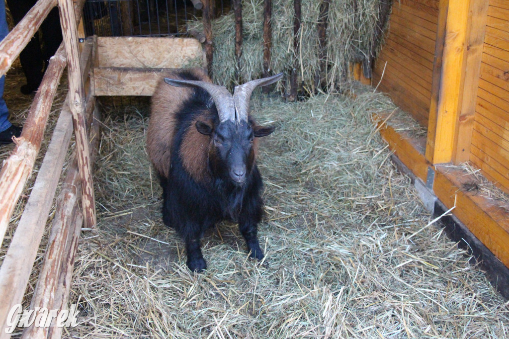 Świniowicka Betlyjka, czyli żywa szopka w Świniowicach