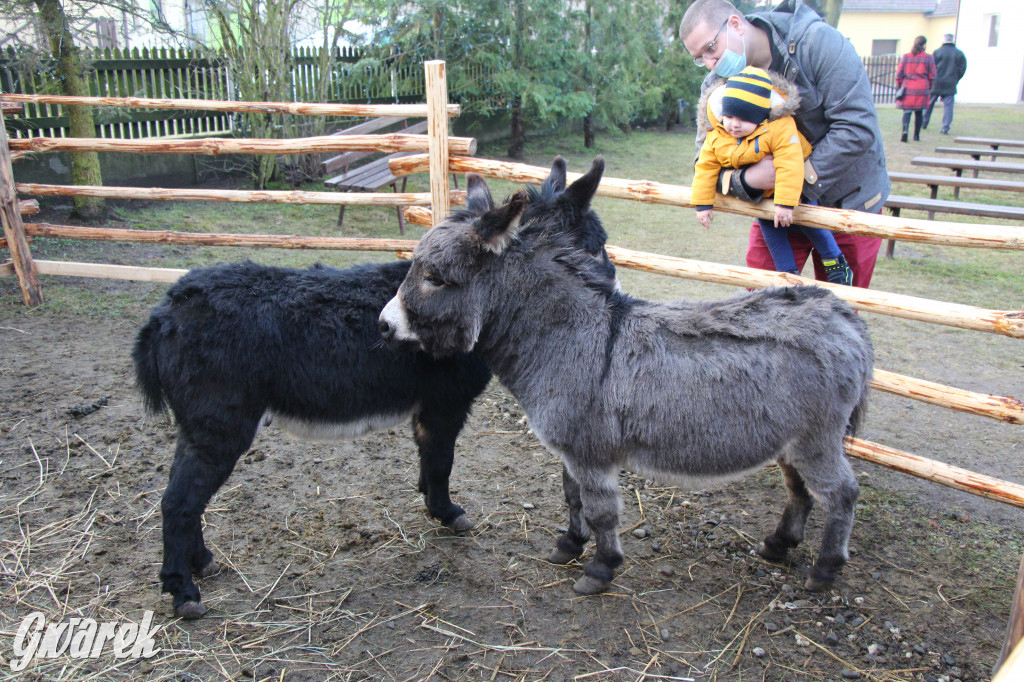 Świniowicka Betlyjka, czyli żywa szopka w Świniowicach