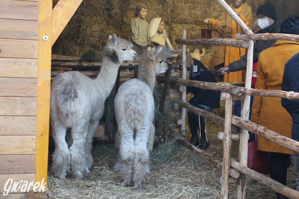 Świniowicka Betlyjka, czyli żywa szopka w Świniowicach
