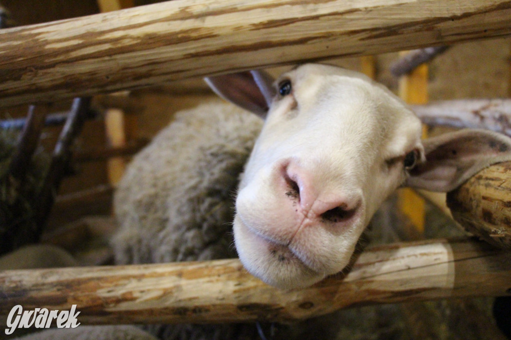 Świniowicka Betlyjka, czyli żywa szopka w Świniowicach