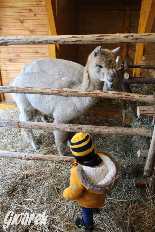 Świniowicka Betlyjka, czyli żywa szopka w Świniowicach