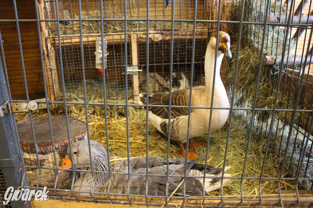 Świniowicka Betlyjka, czyli żywa szopka w Świniowicach