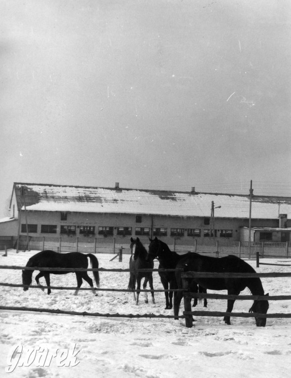 Tarnowskie Góry. Hu! Hu! Ha! Nasza zima zła?