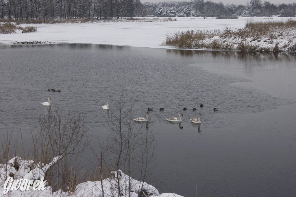 Kalety-Zielona w zimowej odsłonie