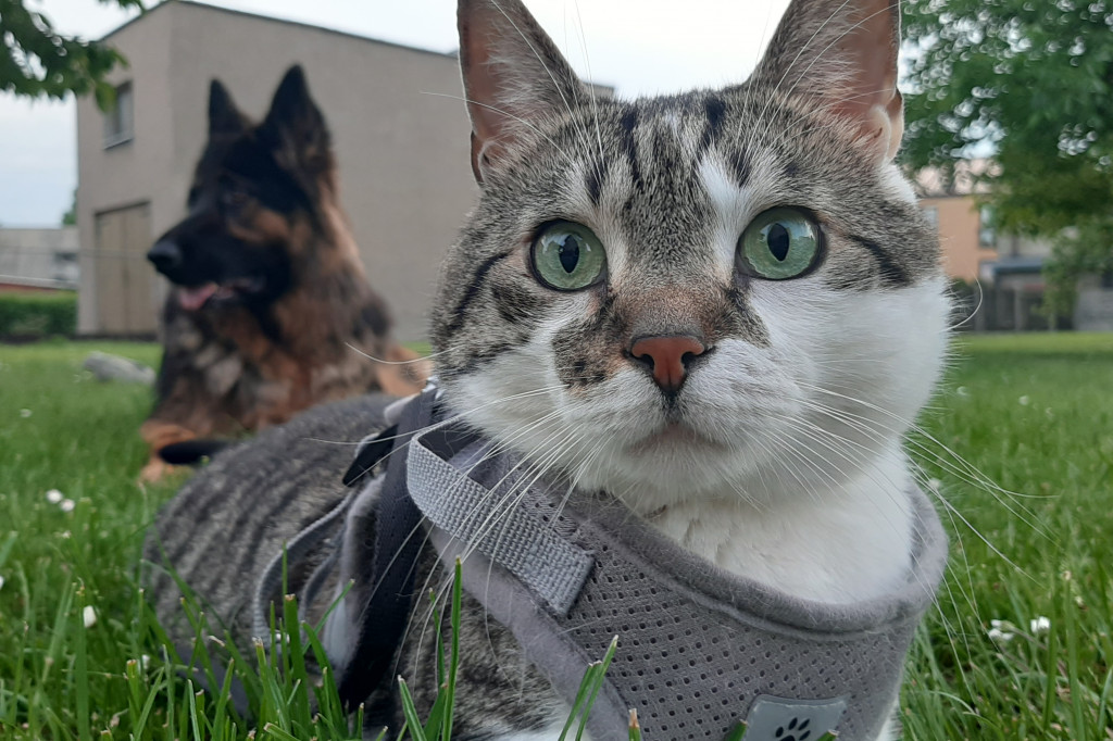 Światowy Dzień Kota