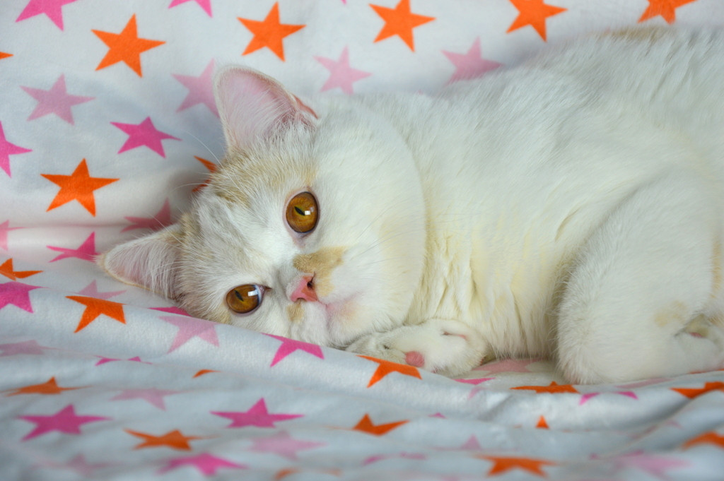 Światowy Dzień Kota