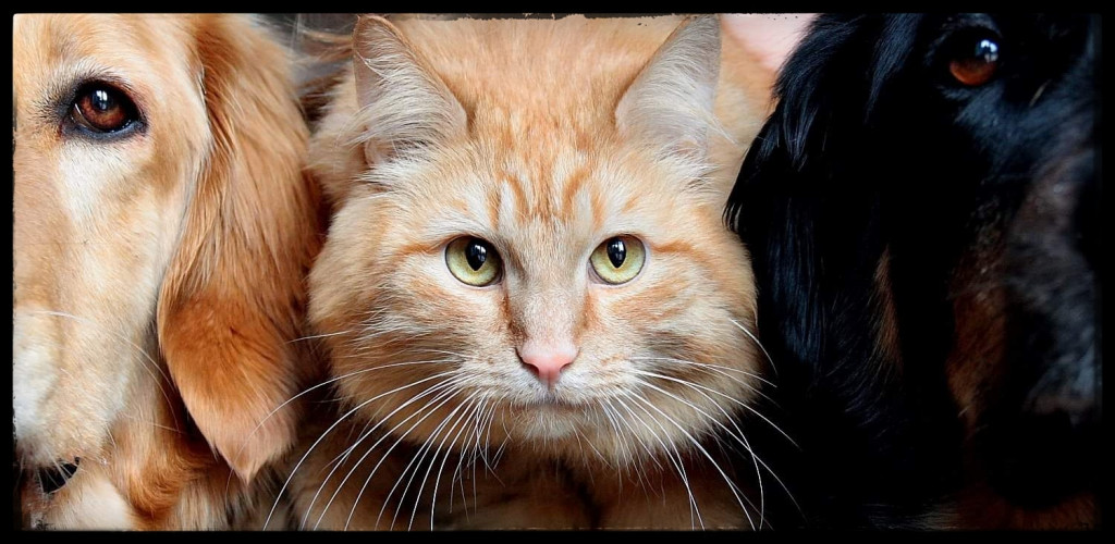 Światowy Dzień Kota