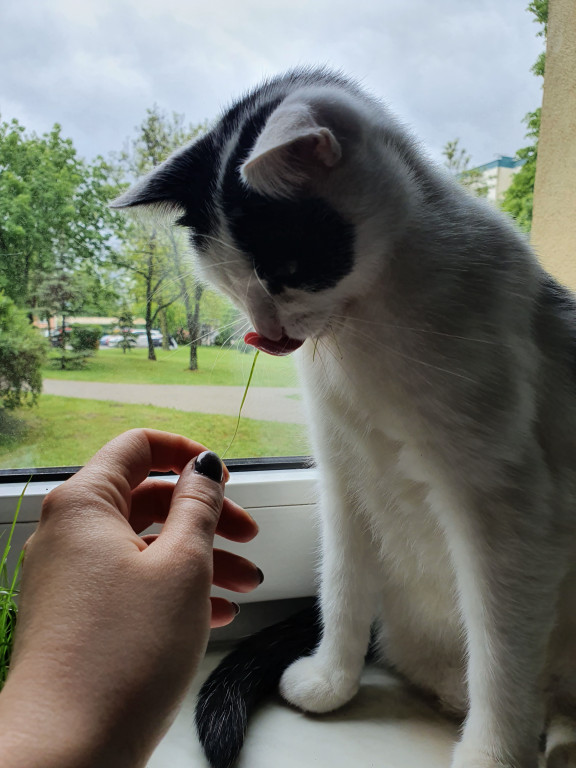 Światowy Dzień Kota