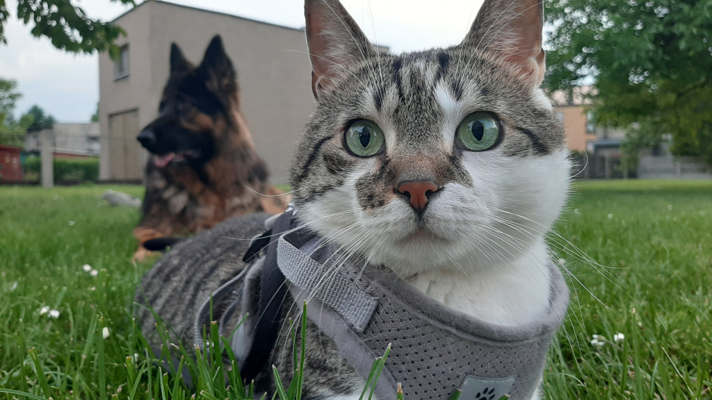 Światowy Dzień Kota