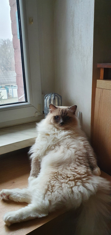 Światowy Dzień Kota