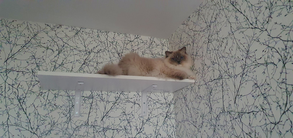 Światowy Dzień Kota