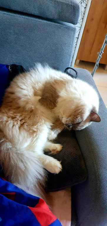 Światowy Dzień Kota