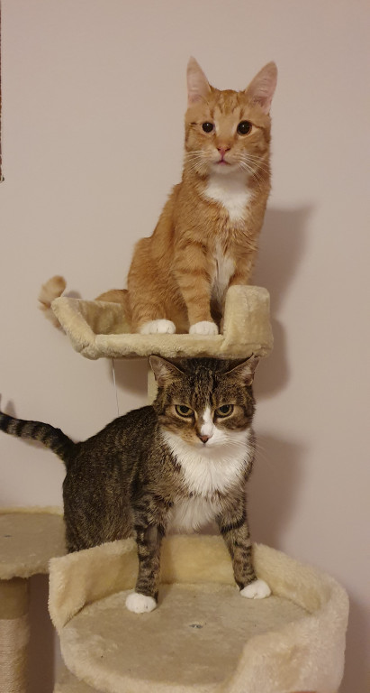 Światowy Dzień Kota