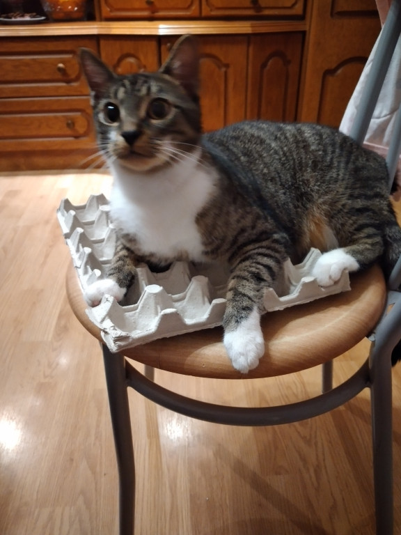 Światowy Dzień Kota