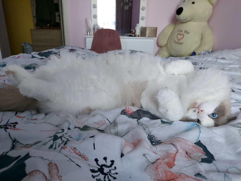 Światowy Dzień Kota