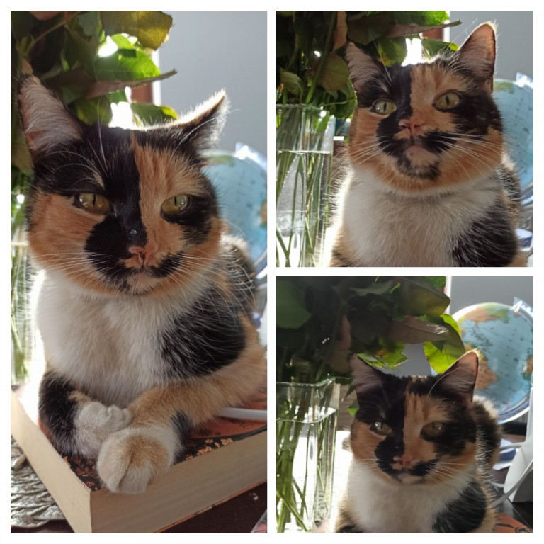 Światowy Dzień Kota