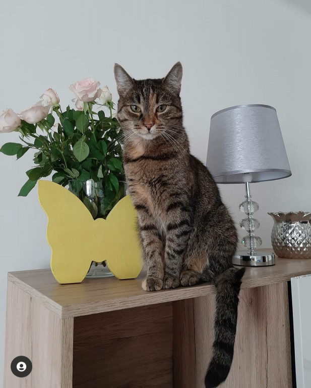 Światowy Dzień Kota