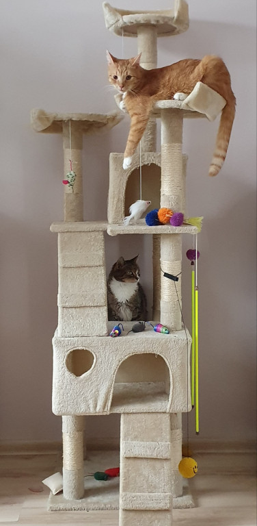 Światowy Dzień Kota