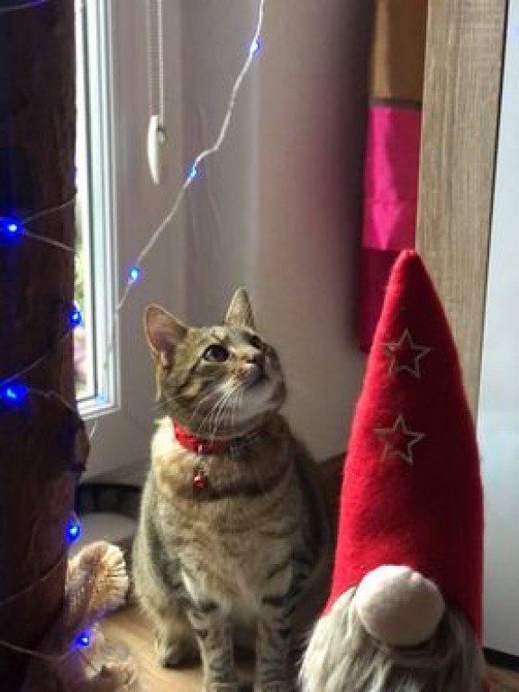 Światowy Dzień Kota