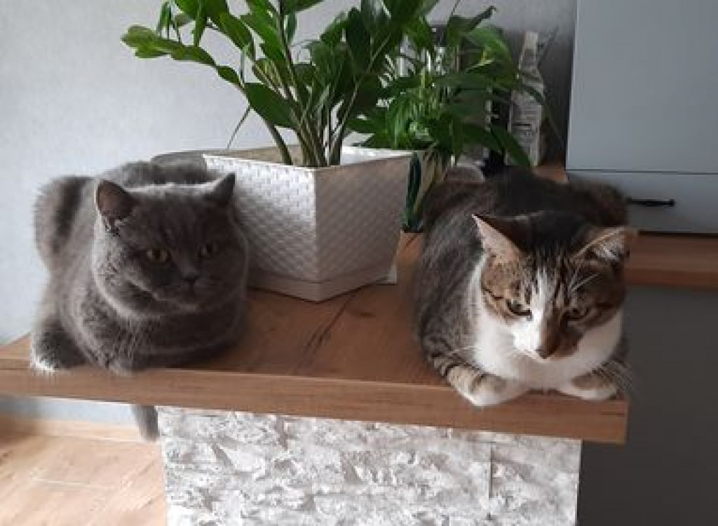 Światowy Dzień Kota