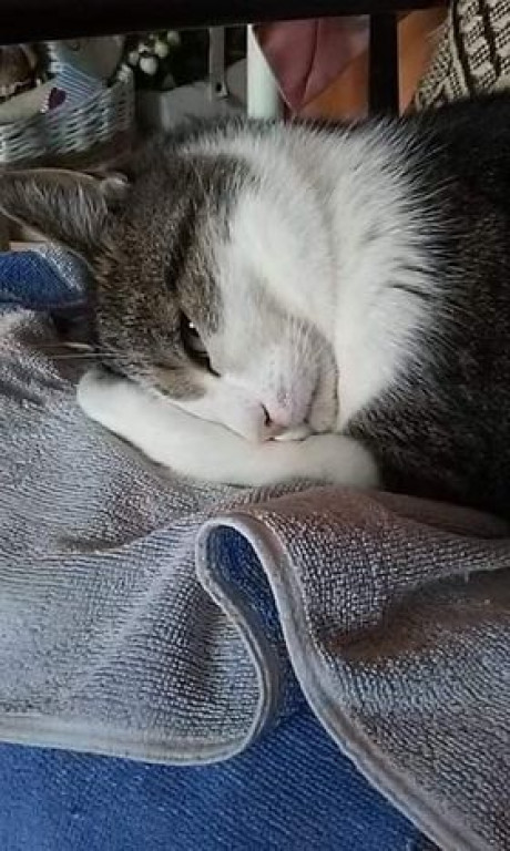 Światowy Dzień Kota