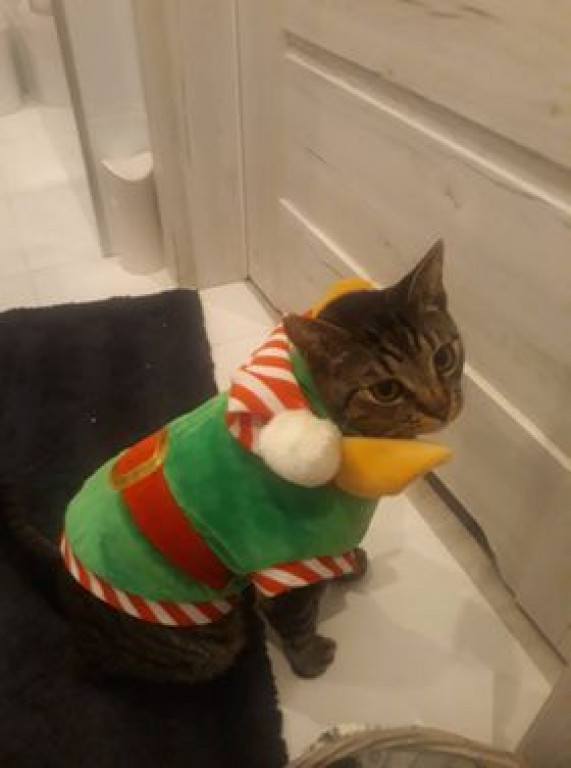 Światowy Dzień Kota