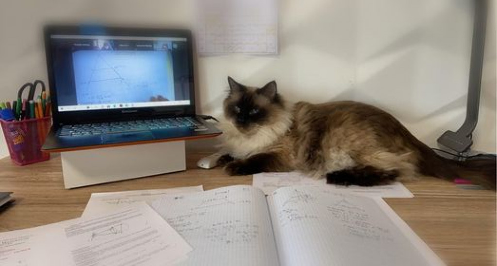 Światowy Dzień Kota