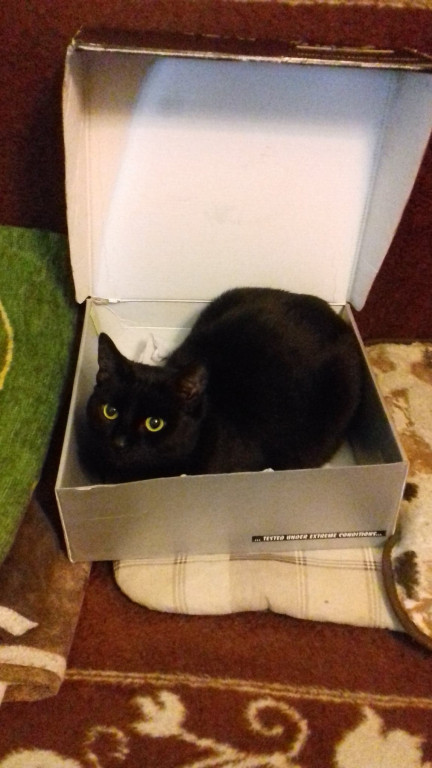 Światowy Dzień Kota