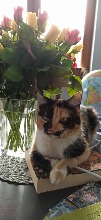 Światowy Dzień Kota