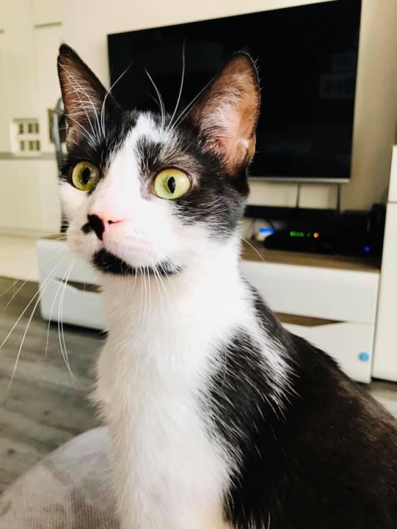 Światowy Dzień Kota