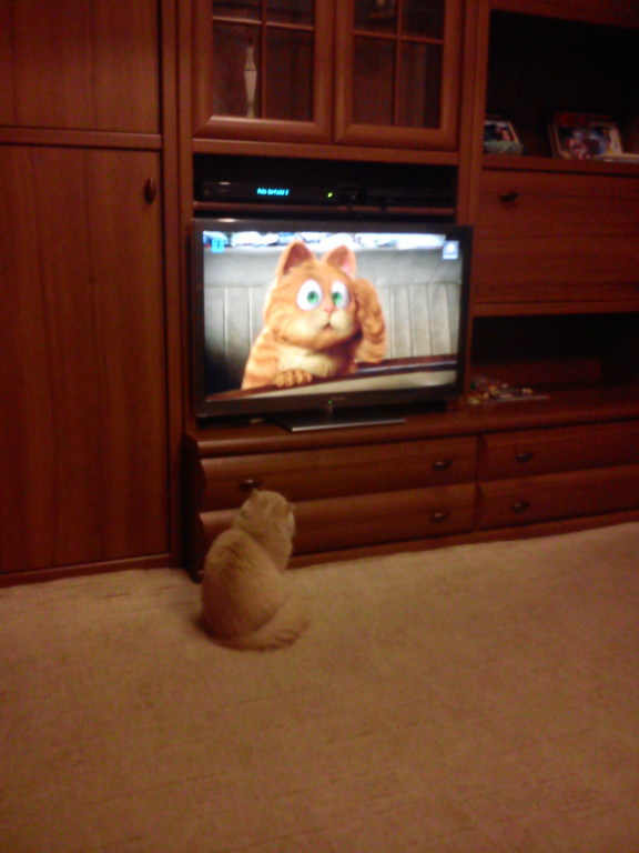 Światowy Dzień Kota