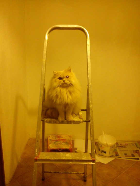 Światowy Dzień Kota