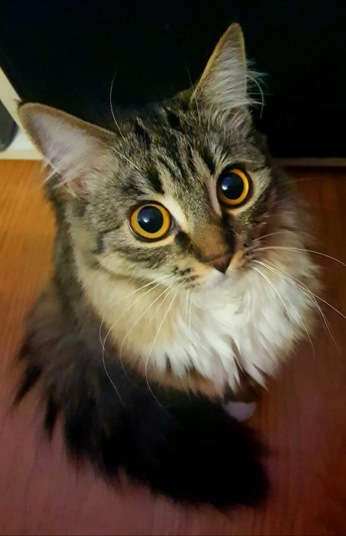 Światowy Dzień Kota