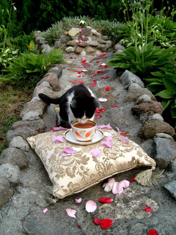 Światowy Dzień Kota