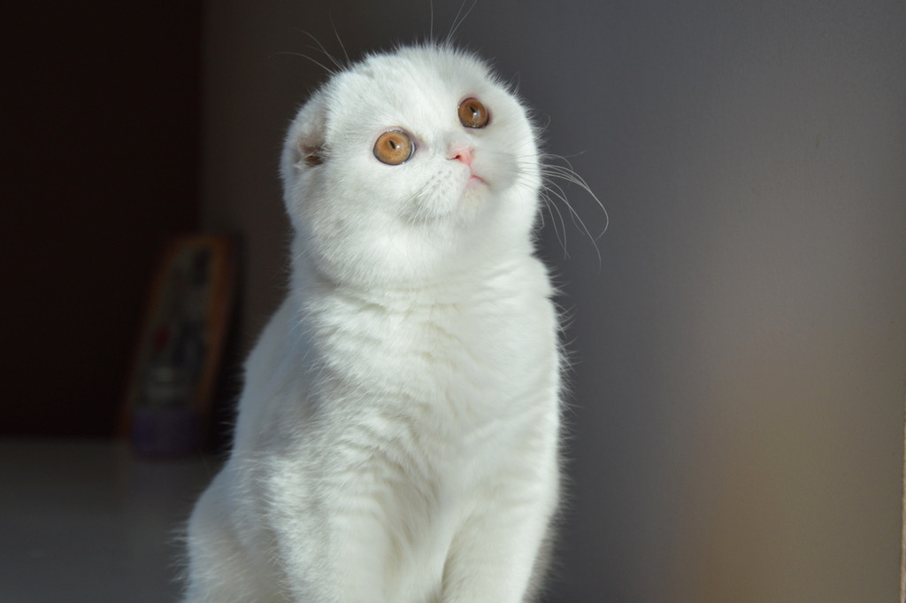 Światowy Dzień Kota