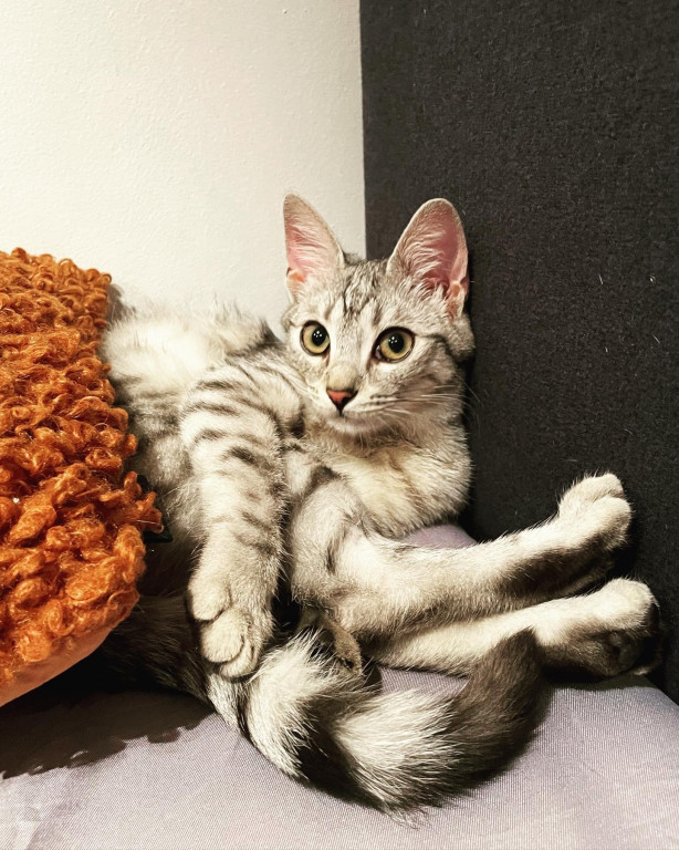 Światowy Dzień Kota