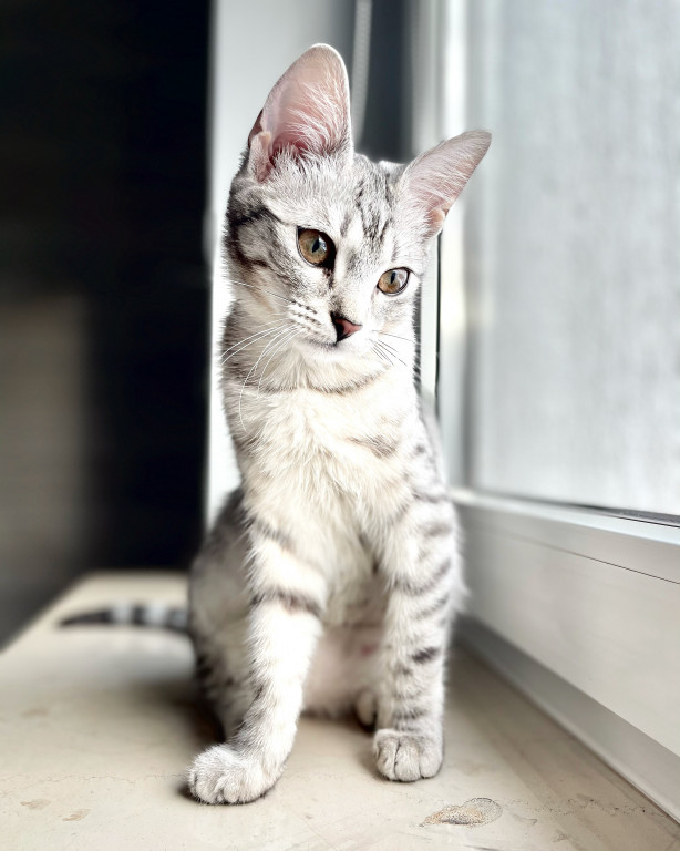 Światowy Dzień Kota