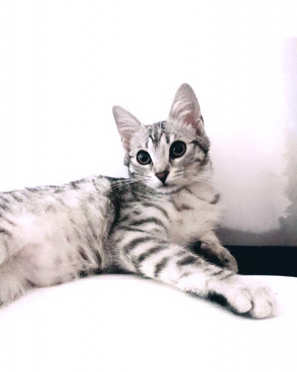 Światowy Dzień Kota